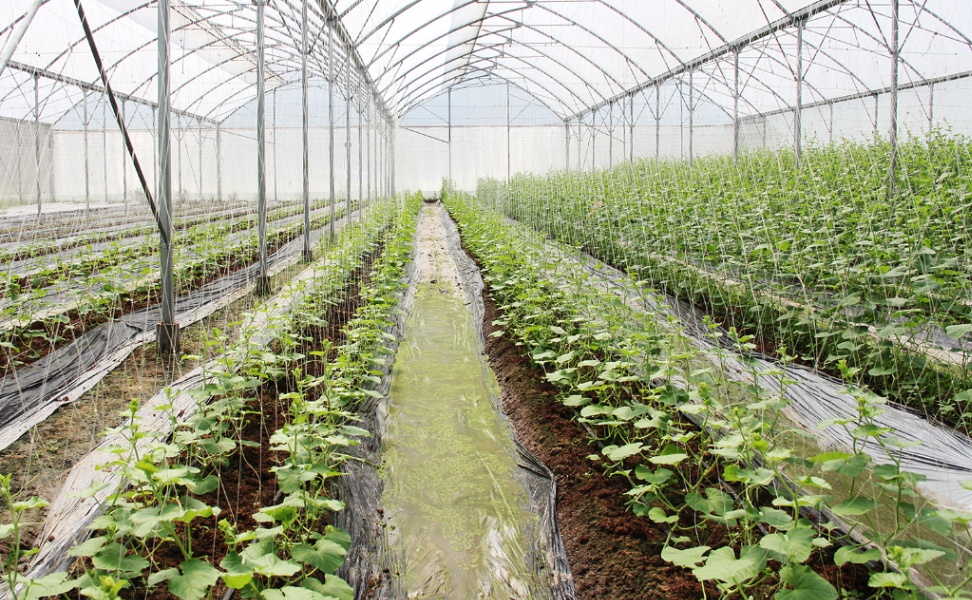 Vụ mùa 2023, Bắc Giang phấn đấu gieo trồng khoảng 63.000 ha