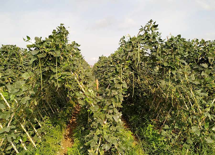 Lạng Giang: Nông dân xã Tân Dĩnh tăng thu nhập nhờ trồng đậu đũa