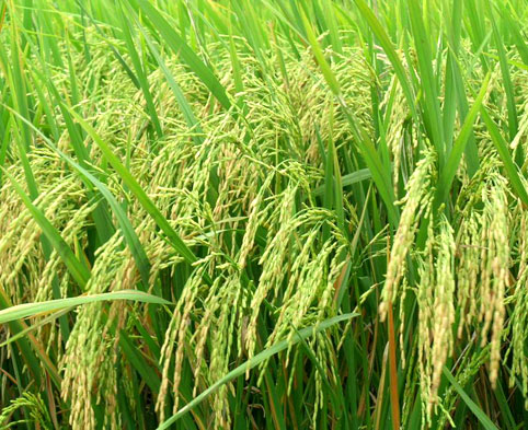 Bắc Giang: Thử nghiệm 5 giống lúa mới tại hai huyện Yên Dũng và Việt Yên