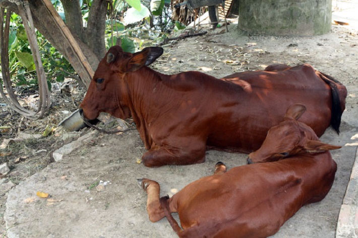 Tân Yên: Xây dựng 2 mô hình chăn nuôi bò thịt
