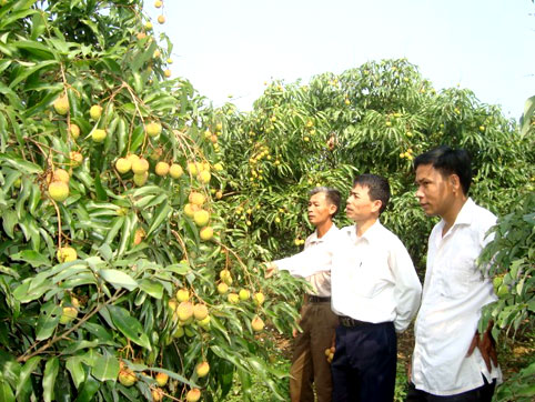 Yên Thế: 680 hộ nông dân được tập huấn sản xuất nông nghiệp an toàn theo tiêu chuẩn VietGAP trên...
