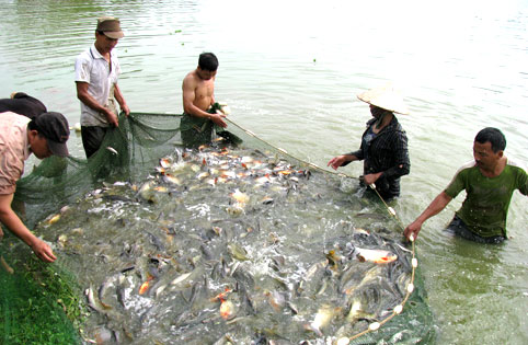 Yên Dũng hỗ trợ nuôi cá thâm canh