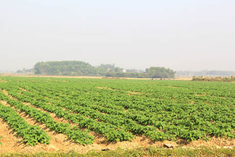 Bắc Giang: 7 tiêu chí xây dựng cánh đồng mẫu