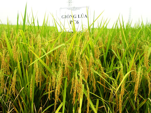 Hiệp Hoà: Đánh giá kết quả mô hình trồng giống lúa thuần PC6 vụ Xuân