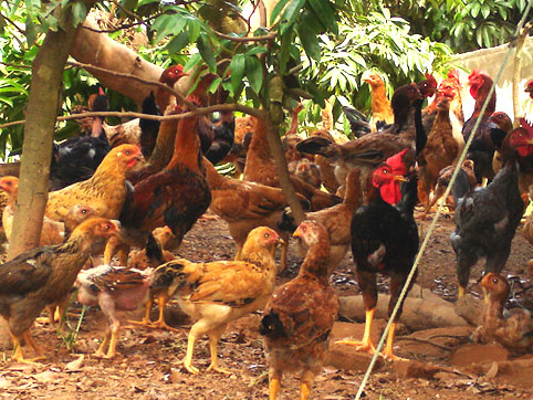 Lục Ngạn: Hỗ trợ nông dân nuôi gà Mía lai