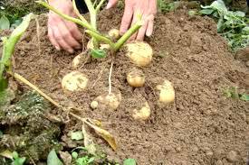 Yên Dũng: Hiệu quả từ trồng khoai tây vụ Xuân ở xã Tân An